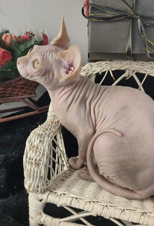 Sphynx Hembra Azul Crema 3.jpeg