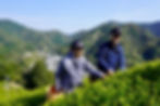 サムネイル： 2026年初摘み！鞠子 -手摘み走り新茶- 30g