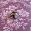 Thumbnail: Lilac Intaglio Ring