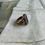 Thumbnail: Olivine Octagon Intaglio Grape Ring Size 6