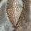 Thumbnail: Shell Cameo Pendant Necklace