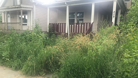 tall grass pic.jpeg
