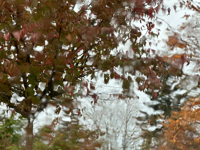 autumn leaves and rain