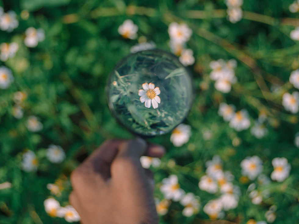 focusing on a flower