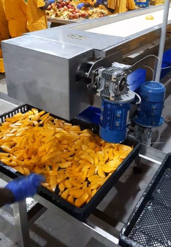 Mango Dehydrator