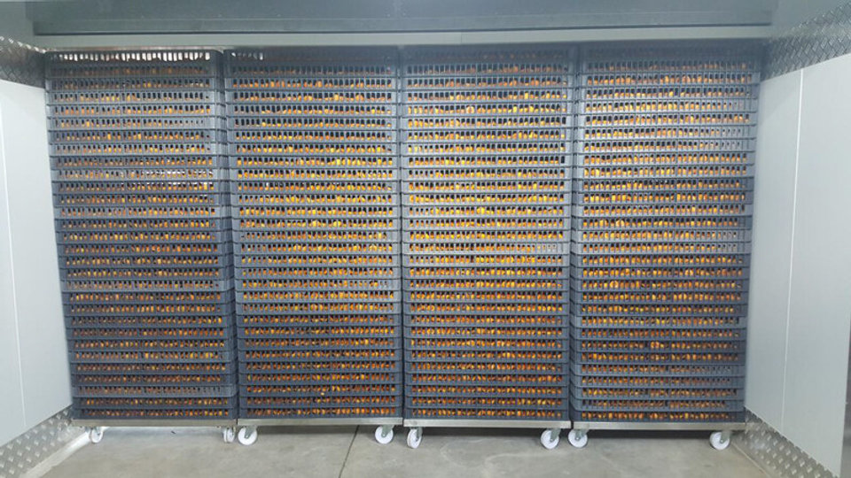 Why Food Units Rely On Modern Fruit And Vegetable Dryers