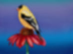 American Goldfinch