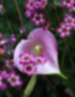 Mom's Flowers