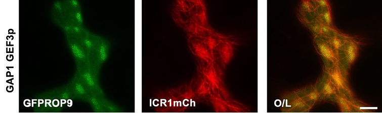 ICR family of ROP interacting proteins.jpg