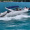 Miniatura: PHANTOM 30