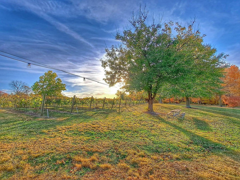 Vineyard Fall photo