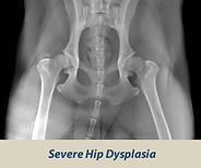 hips_severe-300x250-1.jpg