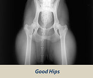 hips_good-300x250-1.jpg