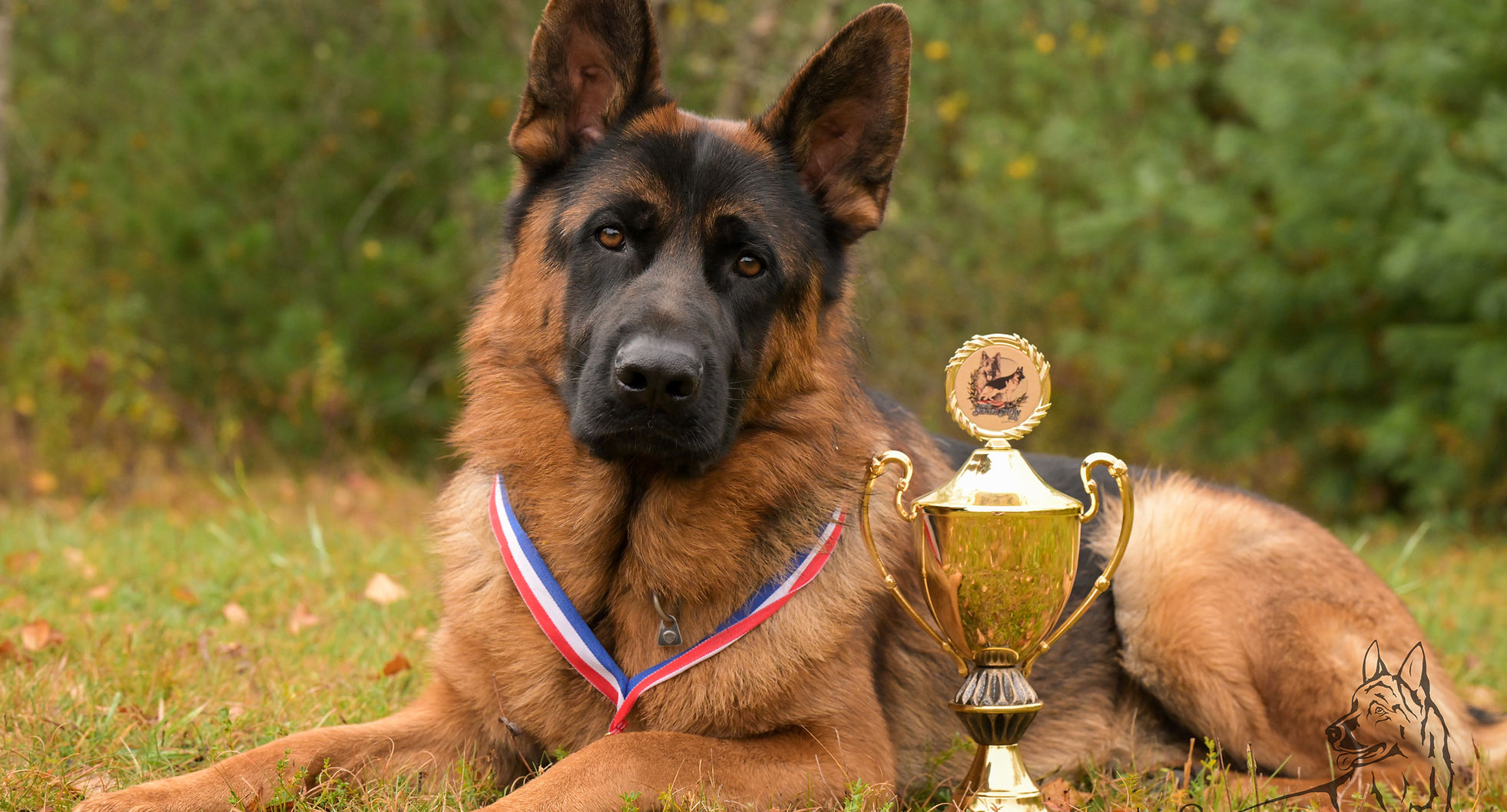 Cyrus | Seelenvoll German Shepherds of Maine