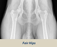 hips_fair-300x250-1.jpg