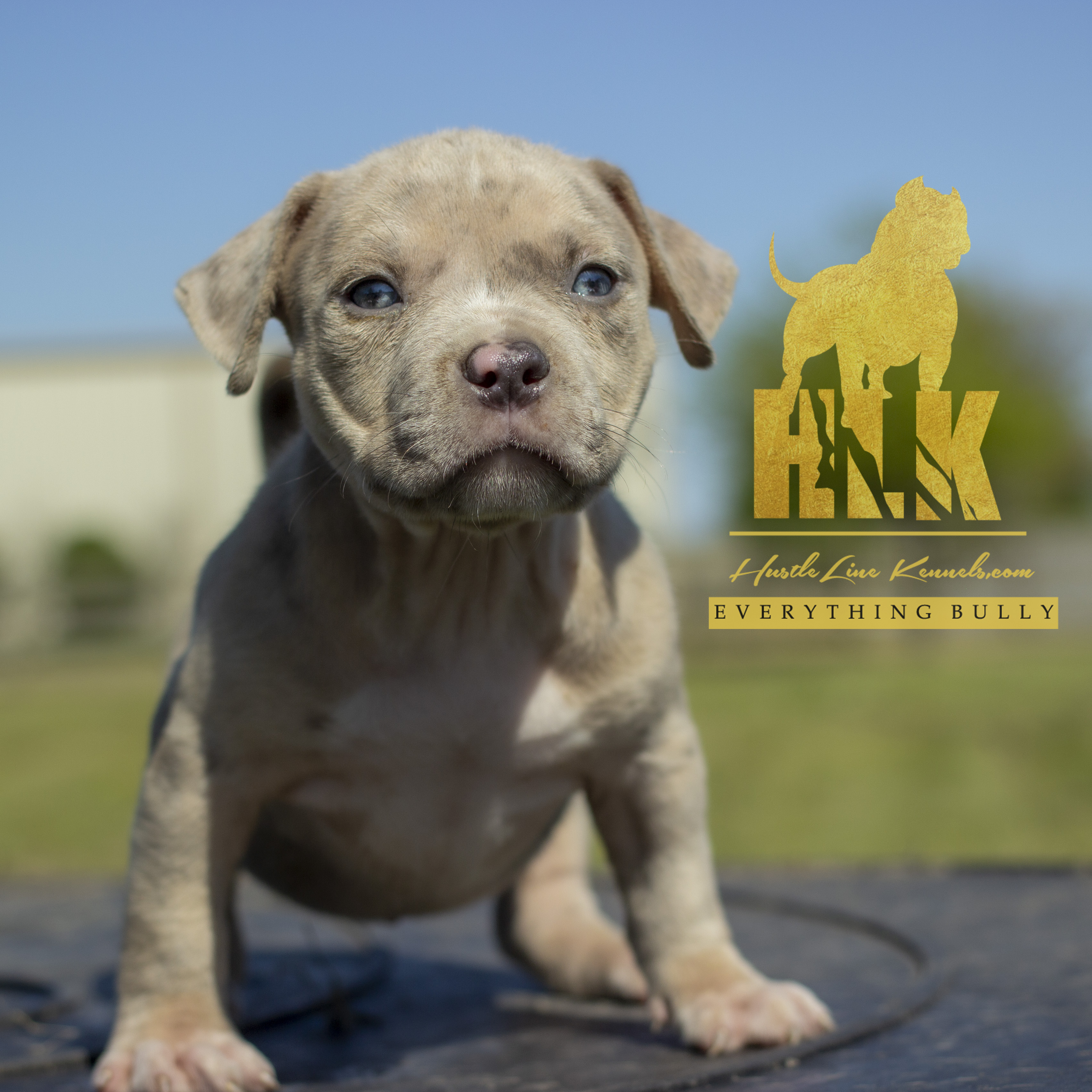 Puppies HustleLine Kennels Arkansas