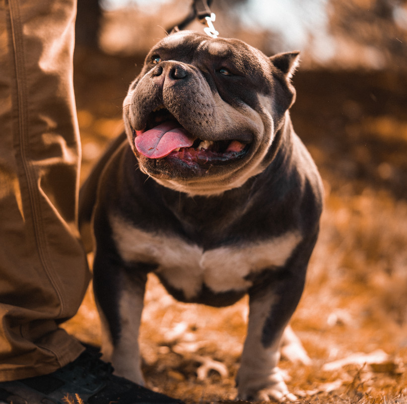 Males HustleLine Kennels Arkansas