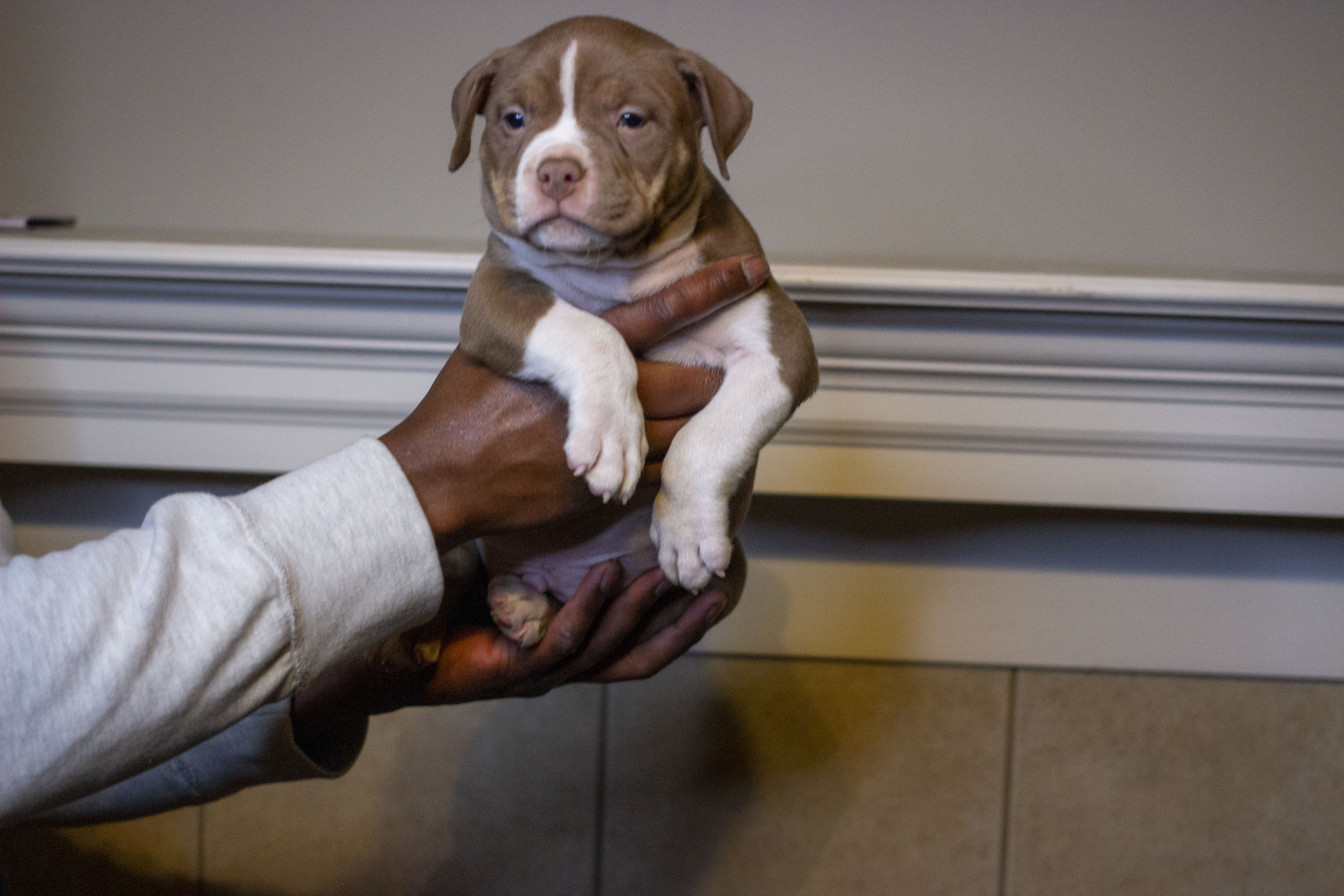 Puppies HustleLine Kennels Arkansas