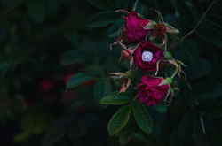 PWP_8330