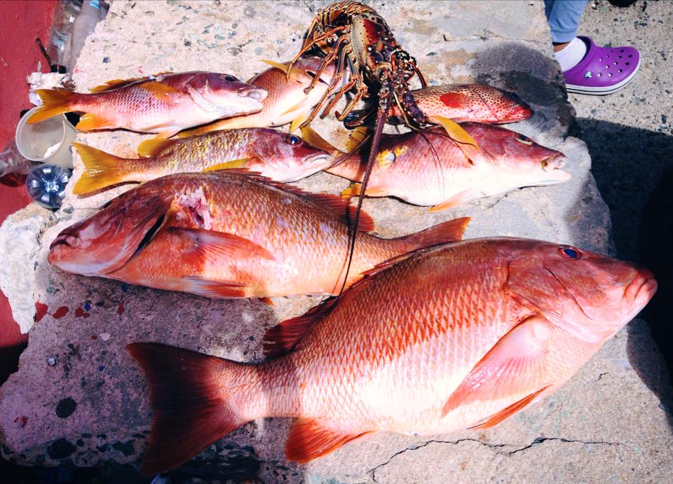 Spearfishing Puerto Rico