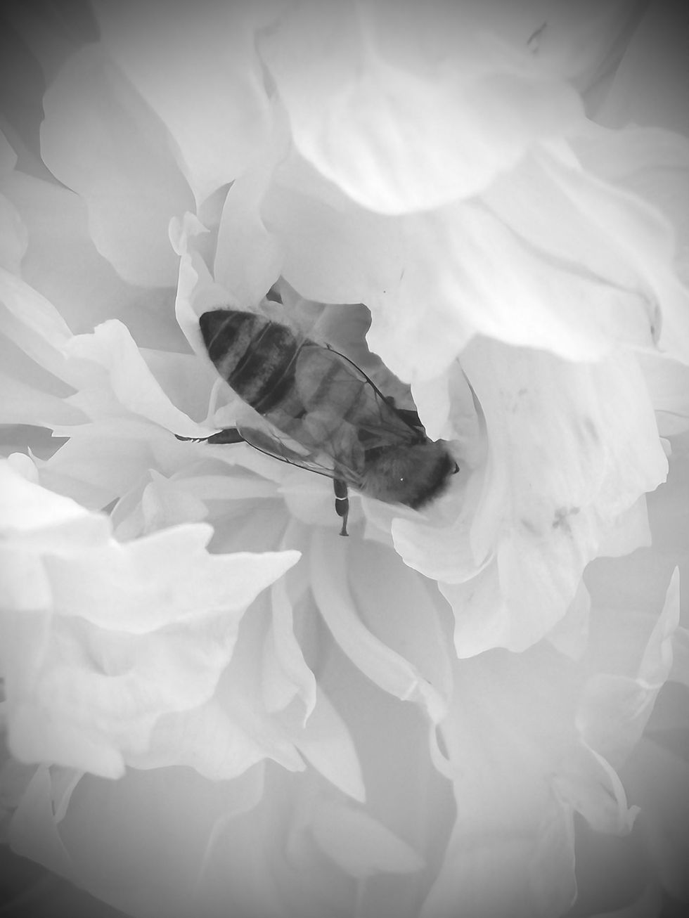 Flowers in my garden in Black and White