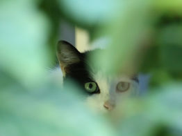 A cat hiding in the bushes