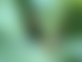 A cat hiding in the bushes