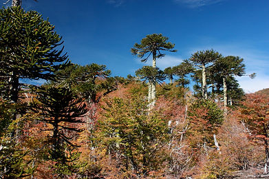our neighborhood araucaria patch.jpeg