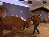 Vaca na televisão.jpg