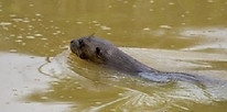 lontra.jpg