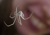 Aranha.jpg