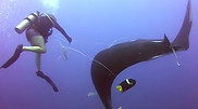raia-manta.jpg