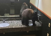 urso.jpg