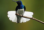 colibri.jpg
