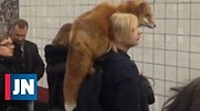 raposa.jpg