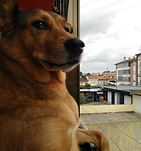Dia do Cão.jpg