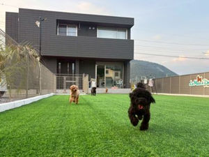 ワンちゃんのトリミング