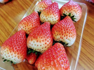 朝採れの苺を購入