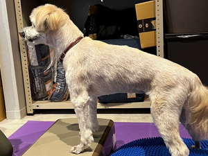 愛犬のために知っておきたい