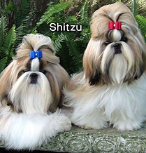 Shitzu.jpg