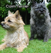 CaimTerrier.jpg