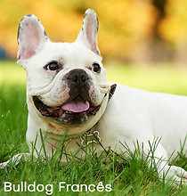 BulldogFrancês.jpg
