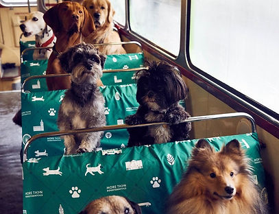 onibus-cachorro-10.jpg