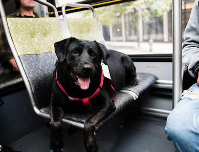 onibus-cachorro-3.jpg