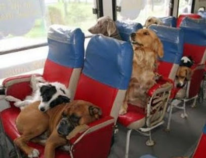 onibus-cachorro-11.jpg