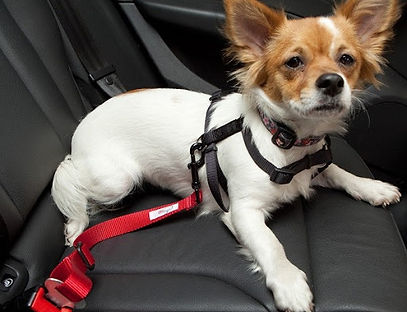 carro-cachorro-5.jpg
