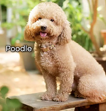 Poodle.jpg