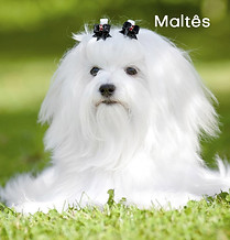 Maltês.jpg