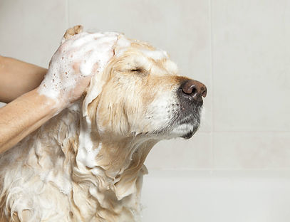 banho-cachorro.jpg