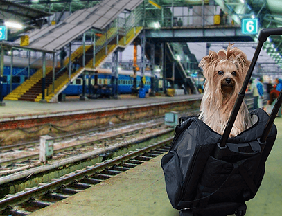 onibus-cachorro-8.png